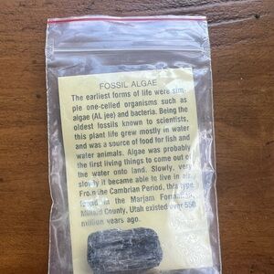 Fossilized Algae - Marjam formation, Utah 550 million years old